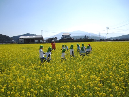 菜の花畑